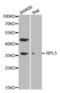 60S ribosomal protein L5 antibody, abx001611, Abbexa, Western Blot image 
