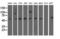 5'-Nucleotidase Domain Containing 1 antibody, LS-C115519, Lifespan Biosciences, Western Blot image 