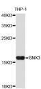 Sorting Nexin 3 antibody, STJ25646, St John