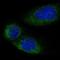 Limb region 1 protein antibody, NBP1-89276, Novus Biologicals, Immunofluorescence image 