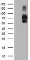 ICOS ligand antibody, TA808779S, Origene, Western Blot image 