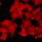 Ring-Box 1 antibody, orb412033, Biorbyt, Immunocytochemistry image 