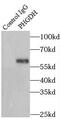 Phosphoglycerate Dehydrogenase antibody, FNab06389, FineTest, Immunoprecipitation image 