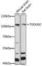 Trans-Golgi Network Protein 2 antibody, 16-724, ProSci, Western Blot image 