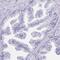 Leucine Rich Repeat Containing 36 antibody, PA5-63576, Invitrogen Antibodies, Immunohistochemistry frozen image 