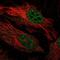 F-Box Protein 34 antibody, NBP2-31919, Novus Biologicals, Immunofluorescence image 