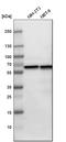 Heat Shock Protein Family D (Hsp60) Member 1 antibody, HPA001523, Atlas Antibodies, Western Blot image 