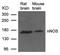 Nitric Oxide Synthase 1 antibody, GTX50497, GeneTex, Western Blot image 