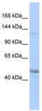 KIAA0319 Like antibody, TA338686, Origene, Western Blot image 
