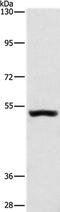 Synaptotagmin 17 antibody, PA5-50271, Invitrogen Antibodies, Western Blot image 