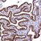 Arginine And Serine Rich Coiled-Coil 2 antibody, NBP1-83787, Novus Biologicals, Immunohistochemistry paraffin image 