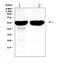 Cytochrome P450 Family 2 Subfamily D Member 6 antibody, A00498-1, Boster Biological Technology, Western Blot image 