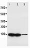 L-FABP antibody, PA1229, Boster Biological Technology, Western Blot image 