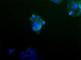 Tyrosine 3-Monooxygenase/Tryptophan 5-Monooxygenase Activation Protein Gamma antibody, NB100-407, Novus Biologicals, Immunocytochemistry image 