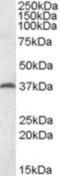 Mesoderm-specific transcript protein antibody, NBP1-44050, Novus Biologicals, Western Blot image 