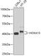 Homeobox protein Hox-A13 antibody, GTX66227, GeneTex, Western Blot image 