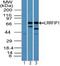 LRR Binding FLII Interacting Protein 1 antibody, PA5-23445, Invitrogen Antibodies, Western Blot image 
