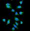 Galectin 1 antibody, PB9240-1, Boster Biological Technology, Immunofluorescence image 