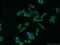 Y-Box Binding Protein 1 antibody, 20339-1-AP, Proteintech Group, Immunofluorescence image 