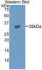 Gelsolin antibody, LS-C294187, Lifespan Biosciences, Western Blot image 