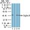 Sialic Acid Binding Ig Like Lectin 9 antibody, PA5-23503, Invitrogen Antibodies, Western Blot image 
