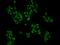 Aldo-Keto Reductase Family 1 Member D1 antibody, 203048-T02, Sino Biological, Immunohistochemistry frozen image 