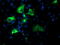 NUCB1 antibody, LS-C173489, Lifespan Biosciences, Immunofluorescence image 
