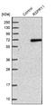 Ring Finger And SPRY Domain Containing 1 antibody, NBP1-92358, Novus Biologicals, Western Blot image 