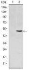 Methylenetetrahydrofolate Reductase antibody, AM06617SU-N, Origene, Western Blot image 