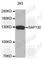 Sin3A Associated Protein 130 antibody, A4968, ABclonal Technology, Western Blot image 