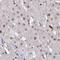 Zinc Finger DHHC-Type Containing 12 antibody, HPA059339, Atlas Antibodies, Immunohistochemistry frozen image 