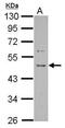Proline Rich 5 antibody, GTX124179, GeneTex, Western Blot image 