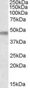 Patatin Like Phospholipase Domain Containing 3 antibody, 46-700, ProSci, Western Blot image 