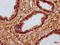Myosin-Ie antibody, LS-C680908, Lifespan Biosciences, Immunohistochemistry paraffin image 