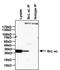 BCL2 Like 1 antibody, MA5-15142, Invitrogen Antibodies, Immunoprecipitation image 