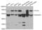Alpha-globin transcription factor CP2 antibody, abx004254, Abbexa, Western Blot image 