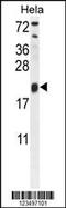 Trafficking Protein Particle Complex 3 antibody, 55-069, ProSci, Western Blot image 