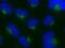 Nucleobindin 1 antibody, GTX44807, GeneTex, Immunofluorescence image 