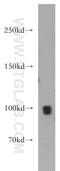 Transient Receptor Potential Cation Channel Subfamily C Member 4 antibody, 21349-1-AP, Proteintech Group, Western Blot image 