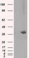 Pleckstrin antibody, MA5-25040, Invitrogen Antibodies, Western Blot image 