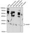 N-Acetylneuraminic Acid Phosphatase antibody, 15-807, ProSci, Western Blot image 