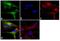 Calcium/Calmodulin Dependent Serine Protein Kinase antibody, PA1-544, Invitrogen Antibodies, Immunofluorescence image 