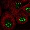 Deoxynucleotidyltransferase Terminal Interacting Protein 2 antibody, HPA044502, Atlas Antibodies, Immunocytochemistry image 