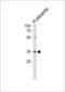 Cyclic AMP-dependent transcription factor ATF-7 antibody, 63-666, ProSci, Western Blot image 