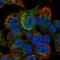 Heparin cofactor 2 antibody, HPA055767, Atlas Antibodies, Immunofluorescence image 