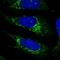 Inactive phospholipase D5 antibody, HPA050367, Atlas Antibodies, Immunofluorescence image 
