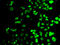Factor Interacting With PAPOLA And CPSF1 antibody, LS-C346244, Lifespan Biosciences, Immunofluorescence image 