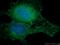RAB5A, Member RAS Oncogene Family antibody, 11947-1-AP, Proteintech Group, Immunofluorescence image 