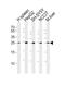 Mml antibody, PA5-72200, Invitrogen Antibodies, Western Blot image 