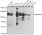 Ankyrin Repeat Domain 52 antibody, 23-543, ProSci, Western Blot image 